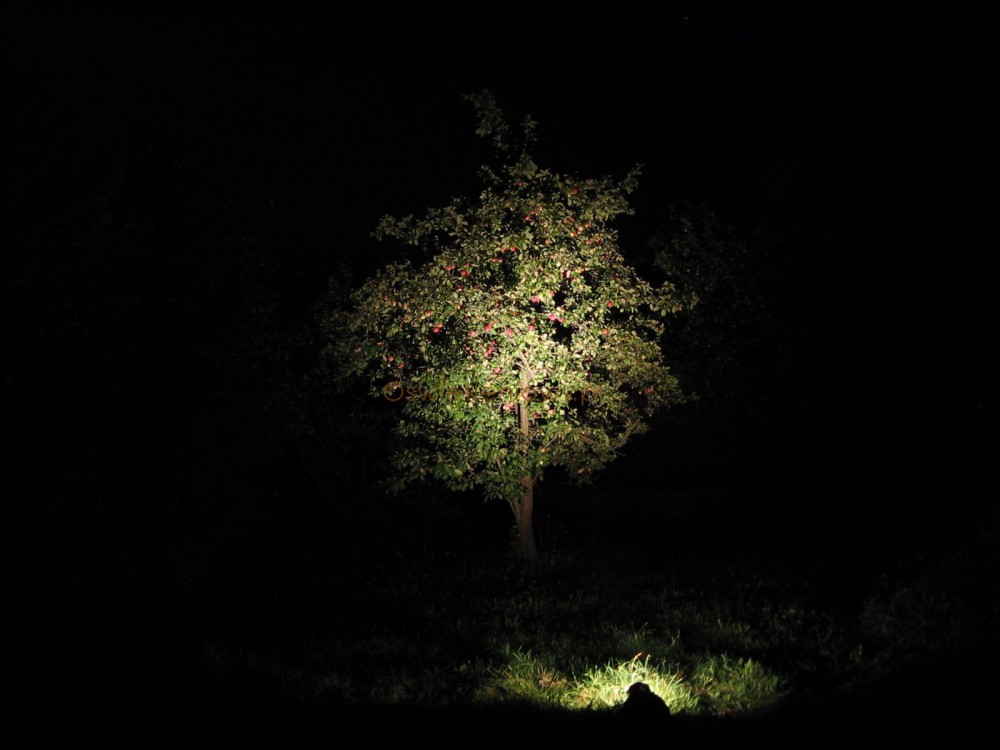 Oświetlenie drzewa reflektorem led 20 W 12,5 st.